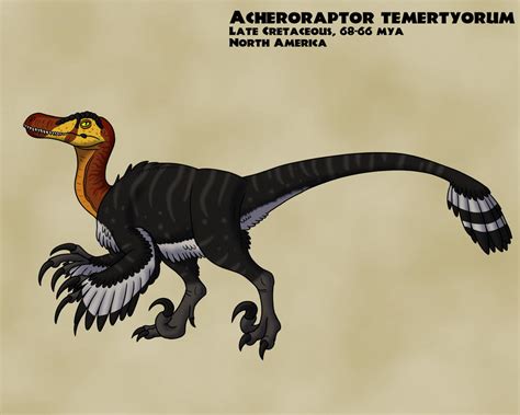 Acheroraptor by TyrannoNinja on DeviantArt