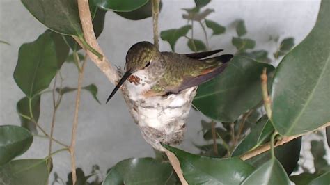 Bella Hummingbird Nest Cam 02-10-2018 16:37:49 - 17:37:50 - YouTube