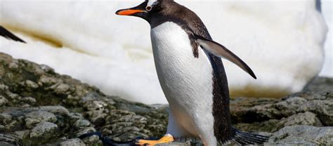 The Social Gentoo Penguin | Critter Science