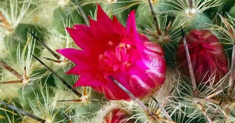 Flowering Cactus: How To Make Cactus Bloom [All Year Round]