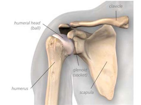 Anterior shoulder dislocation treatment and physiotherapy