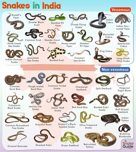 List of Common Venomous and Non-venomous Snakes in Vietnam with Pictures