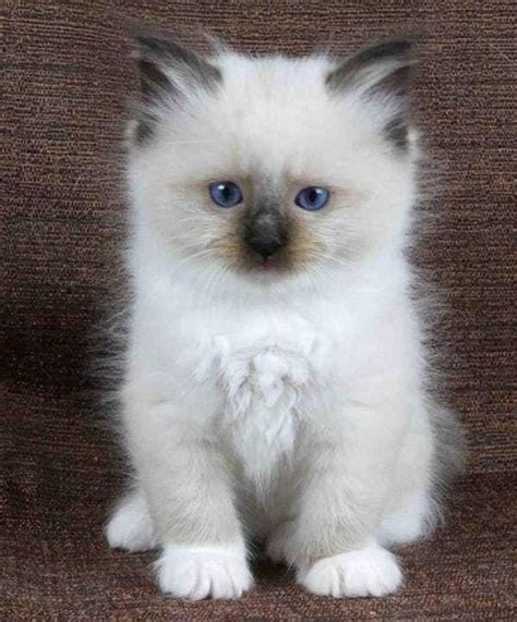 The 28 Most Adorable Kitten Breeds, Ranked | Cutest kitten breeds ...