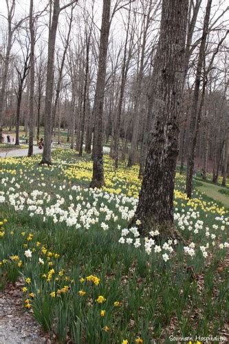 Spring at Gibbs Gardens: the Daffodils - Southern Hospitality