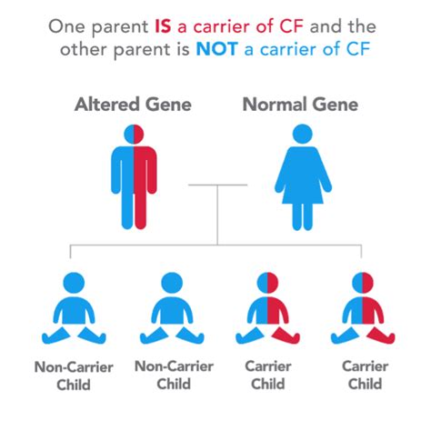 Handout for CF Carrier | Arkansas Cystic Fibrosis Care Center