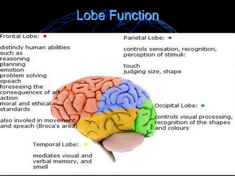 PPT - Neuroanatomy for Psychiatrists PowerPoint Presentation, free download - ID:4204031