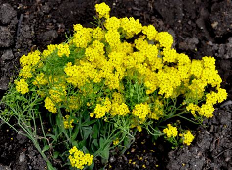 Aurinia saxatilis (Basket-of-Gold, Gold-Dust, Golden Tuft, Matwort, Yellow Alyssum) | North ...