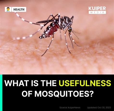 What Is The Purpose Of Mosquitoes - Health - Nigeria