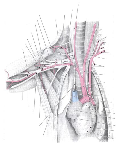 Cat Arteries Diagram | Quizlet