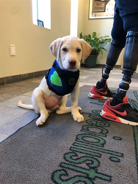 Double Amputee Veteran Training 3-Legged Puppy to Be Therapy Dog for Schoolchildren | Therapy ...