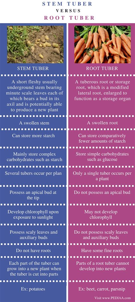 Difference Between Stem Tuber and Root Tuber - Pediaa.Com