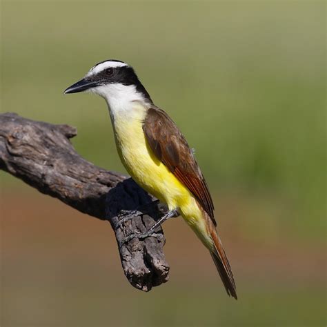 Great Kiskadee | BirdForum