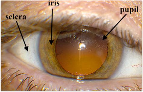 Anatomy of the Eye - Retina-Vitreous Surgeons of CNY