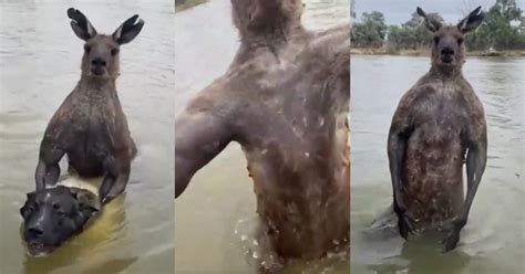 Video: Australian Jiu-Jitsu Black Belt Punches Hulking 7-Foot Tall Kangaroo To Save His Dog