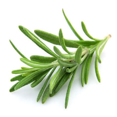 Rosemary oil/extract/powder for hair care,India price supplier - 21food