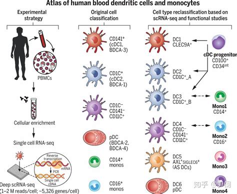 The Role Of Type 1 Conventional Dendritic Cells In Cancer Immunity