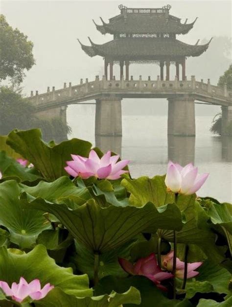 Lotus pond Places To See, Places To Travel, Places Around The World, Around The Worlds, Japan ...