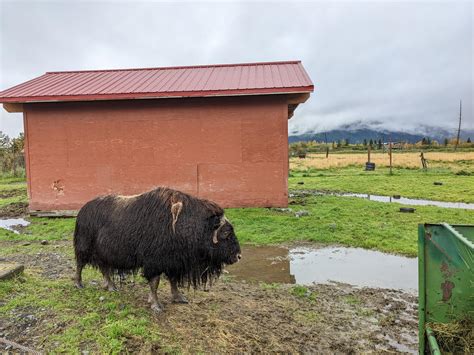 Alaska Wildlife Conservation Center