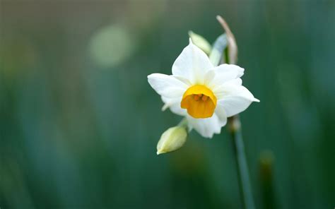 Daffodil Wallpapers - Wallpaper Cave