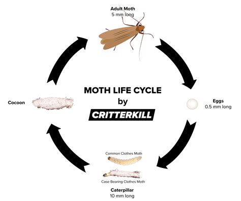 How To Get Rid Of Moth Larvae In Grass at Raymond Troupe blog