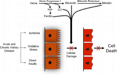 The heme oxygenase (HO) pathway | Download Scientific Diagram