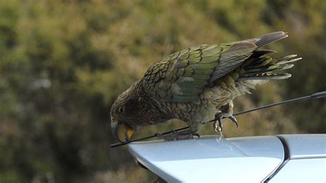 This Parrot Has An 'Infectious Laugh,' Scientists Say : The Two-Way : NPR