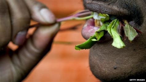 BBC News - Khat ban: Why is it being made illegal?