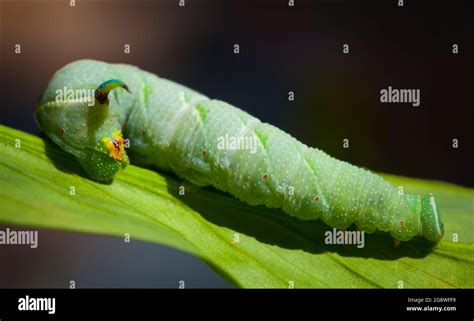 Lime Hawk-moth caterpillar on the leaf Stock Photo - Alamy