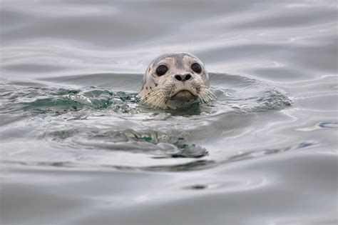 Influence of Spring Prey Pulses on Seasonal Migrations of Pinnipeds in the North Pacific Ocean ...