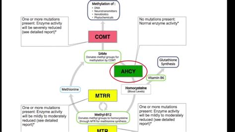 Advanced Methylation Detox Profile Breakdown - YouTube