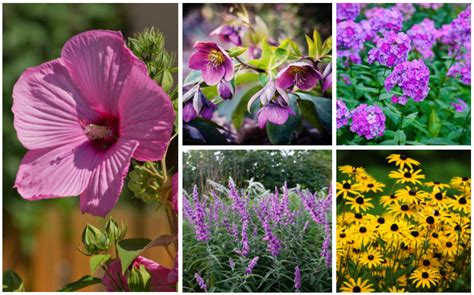 17 Perfect Texas Perennials (North and South Texas) - Garden Lovers Club