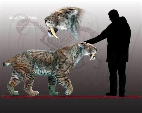 Smilodon | Dinosaurs - Pictures and Facts