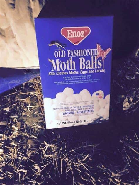 Mothballs are dangerous and ineffective - Phoenix Pest Control