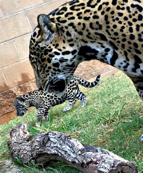 Meet Baby Babette, the Jaguar Cub - ZooBorns