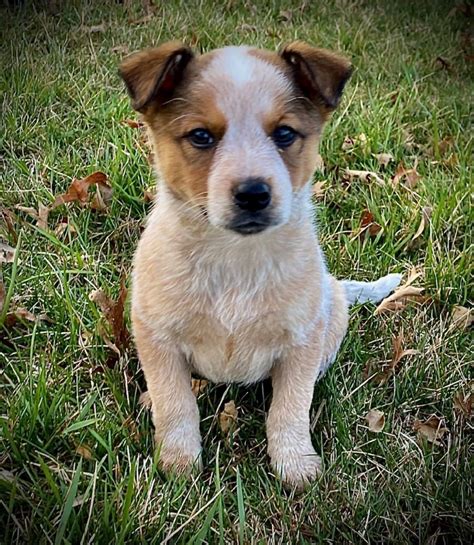 Australian Red Heeler Puppies For Sale | Moberly, MO #350864