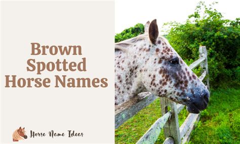 120 Brown Spotted Horse Names - HorseNameIdeas.com