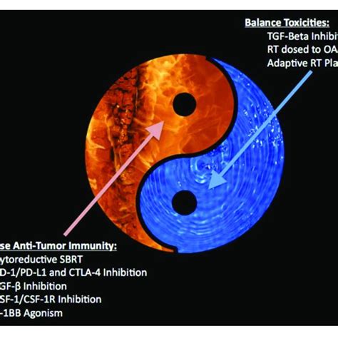 | Depicts the balance between increasing anti-tumor immunity with ...