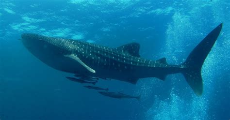 Whale shark habitat | whale shark kona