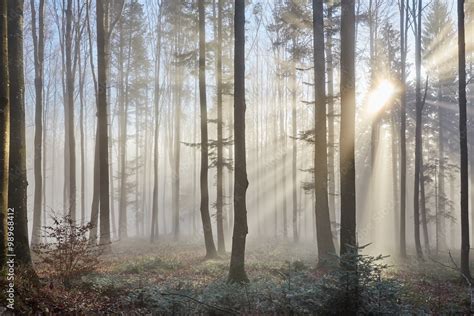 Sun rays through the foggy forest wall mural wallpaper | Muraledesign.com