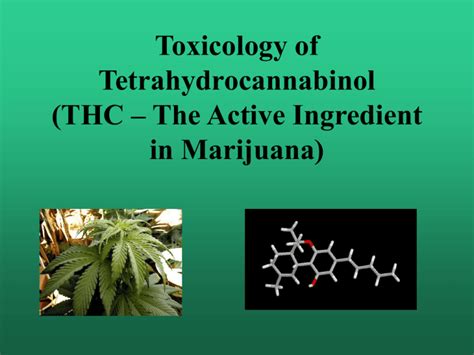 Toxicology of Tetrahydrocannabinol (THC – The Active