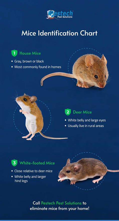 House Mouse Vs Deer Mouse: What's The Difference? - [Updated September ...