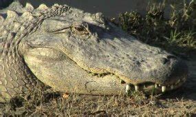 The Alligator Diet | HowStuffWorks