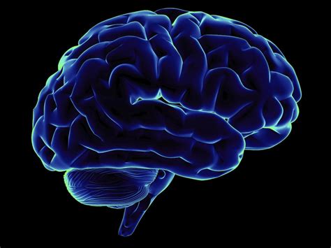 Curiosidades sobre el cerebro que no conocías - Mentes Curiosas