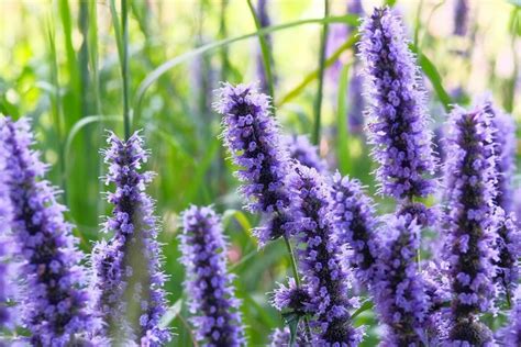 A Simple Guide to Hyssop Flower Meanings, Types, and Practical Uses - Petal Republic