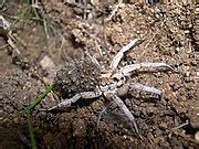 Lycosa tarantula - Wikimedia Commons