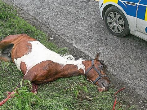 Sulky racing continues in Kilkenny despite ban - Kilkenny People