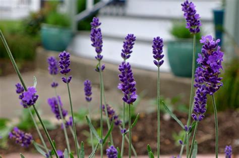 Less Noise, More Green, Edible Landscaping Project: Hidcote Lavender ...