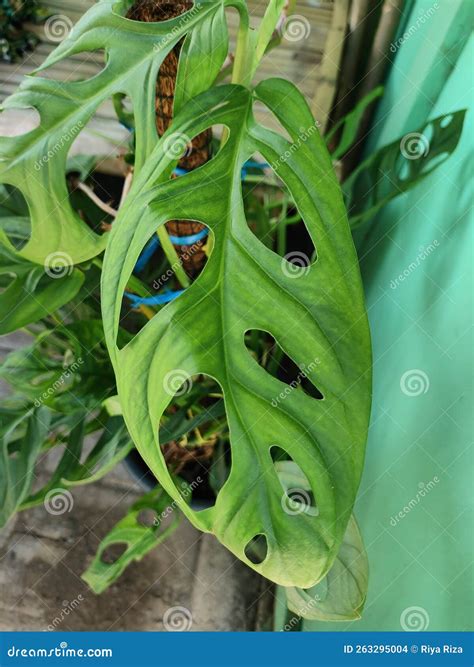 Monstera Adansonii Leaves Plant Stock Photo - Image of shrub, plant: 263295004