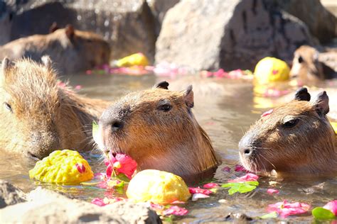 Capybara Onsen and Petting Zoo in Japan's Izu Shaboten Zoo!