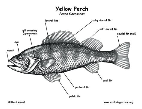 Diagram Of Fish With Label